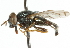  ( - CNC DIPTERA 47616)  @11 [ ] CreativeCommons - Attribution (2011) CNC/CBG Photography Group Centre for Biodiversity Genomics