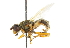  ( - CNC DIPTERA 47624)  @11 [ ] CreativeCommons - Attribution (2011) CNC/CBG Photography Group Centre for Biodiversity Genomics