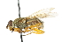  ( - CNC DIPTERA 47625)  @11 [ ] CreativeCommons - Attribution (2011) CNC/CBG Photography Group Centre for Biodiversity Genomics