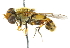  ( - CNC DIPTERA 47694)  @13 [ ] CreativeCommons - Attribution (2011) CNC/CBG Photography Group Centre for Biodiversity Genomics