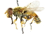  ( - CNC DIPTERA 47695)  @11 [ ] CreativeCommons - Attribution (2011) CNC/CBG Photography Group Centre for Biodiversity Genomics