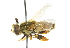  ( - CNC DIPTERA 47721)  @11 [ ] CreativeCommons - Attribution (2011) CNC/CBG Photography Group Centre for Biodiversity Genomics