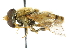  ( - CNC DIPTERA 47723)  @11 [ ] CreativeCommons - Attribution (2011) CNC/CBG Photography Group Centre for Biodiversity Genomics