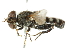  ( - CNC DIPTERA 47907)  @13 [ ] CreativeCommons - Attribution (2011) CNC/CBG Photography Group Centre for Biodiversity Genomics
