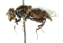  ( - CNC DIPTERA 47925)  @14 [ ] CreativeCommons - Attribution (2011) CNC/CBG Photography Group Centre for Biodiversity Genomics