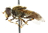  ( - CNC DIPTERA 47941)  @13 [ ] CreativeCommons - Attribution (2011) CNC/CBG Photography Group Centre for Biodiversity Genomics
