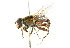  ( - CNC DIPTERA 47983)  @11 [ ] CreativeCommons - Attribution (2011) CNC/CBG Photography Group Centre for Biodiversity Genomics