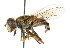  ( - CNC DIPTERA 47987)  @14 [ ] CreativeCommons - Attribution (2011) CNC/CBG Photography Group Centre for Biodiversity Genomics