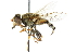  ( - CNC DIPTERA 47992)  @11 [ ] CreativeCommons - Attribution (2011) CNC/CBG Photography Group Centre for Biodiversity Genomics