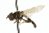  ( - CNC DIPTERA 48360)  @11 [ ] CreativeCommons - Attribution (2011) CNC/CBG Photography Group Centre for Biodiversity Genomics