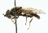  ( - CNC DIPTERA 48415)  @13 [ ] CreativeCommons - Attribution (2011) CNC/CBG Photography Group Centre for Biodiversity Genomics