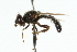  ( - CNC DIPTERA 48416)  @11 [ ] CreativeCommons - Attribution (2011) CNC/CBG Photography Group Centre for Biodiversity Genomics