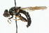  ( - CNC DIPTERA 48448)  @12 [ ] CreativeCommons - Attribution (2011) CNC/CBG Photography Group Centre for Biodiversity Genomics