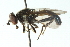  ( - CNC DIPTERA 48666)  @13 [ ] CreativeCommons - Attribution (2011) CNC/CBG Photography Group Centre for Biodiversity Genomics
