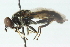  ( - CNC DIPTERA 48686)  @13 [ ] CreativeCommons - Attribution (2011) CNC/CBG Photography Group Centre for Biodiversity Genomics