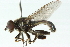  (Xylota annulifera - CNC DIPTERA 48709)  @14 [ ] CreativeCommons - Attribution (2011) CNC/CBG Photography Group Centre for Biodiversity Genomics