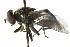  ( - CNC DIPTERA 48857)  @13 [ ] CreativeCommons - Attribution (2011) CNC/CBG Photography Group Centre for Biodiversity Genomics