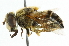  ( - CNC DIPTERA 48913)  @11 [ ] CreativeCommons - Attribution (2011) CNC/CBG Photography Group Centre for Biodiversity Genomics