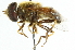  ( - CNC DIPTERA 49011)  @11 [ ] CreativeCommons - Attribution (2011) CNC/CBG Photography Group Centre for Biodiversity Genomics