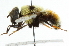  ( - CNC DIPTERA 49136)  @14 [ ] CreativeCommons - Attribution (2011) CNC/CBG Photography Group Centre for Biodiversity Genomics
