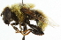  ( - CNC DIPTERA 49247)  @14 [ ] CreativeCommons - Attribution (2011) CNC/CBG Photography Group Centre for Biodiversity Genomics