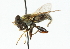  ( - CNC DIPTERA 4979)  @11 [ ] CreativeCommons - Attribution (2011) CNC/CBG Photography Group Centre for Biodiversity Genomics