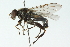  ( - CNC DIPTERA 51827)  @14 [ ] CreativeCommons - Attribution (2011) CNC/CBG Photography Group Centre for Biodiversity Genomics