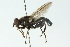  ( - CNC DIPTERA 51828)  @13 [ ] CreativeCommons - Attribution (2011) CNC/CBG Photography Group Centre for Biodiversity Genomics