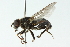  ( - CNC DIPTERA 51829)  @14 [ ] CreativeCommons - Attribution (2011) CNC/CBG Photography Group Centre for Biodiversity Genomics