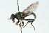  ( - CNC DIPTERA 51842)  @13 [ ] CreativeCommons - Attribution (2011) CNC/CBG Photography Group Centre for Biodiversity Genomics
