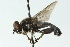  ( - CNC DIPTERA 51893)  @12 [ ] CreativeCommons - Attribution (2011) CNC/CBG Photography Group Centre for Biodiversity Genomics