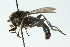  ( - CNC DIPTERA 51894)  @12 [ ] CreativeCommons - Attribution (2011) CNC/CBG Photography Group Centre for Biodiversity Genomics