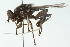  ( - CNC DIPTERA 51930)  @13 [ ] CreativeCommons - Attribution (2011) CNC/CBG Photography Group Centre for Biodiversity Genomics