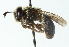  ( - CNC DIPTERA 53000)  @13 [ ] CreativeCommons - Attribution (2011) CNC/CBG Photography Group Centre for Biodiversity Genomics