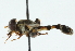  ( - CNC DIPTERA 53884)  @13 [ ] CreativeCommons - Attribution (2011) CNC/CBG Photography Group Centre for Biodiversity Genomics