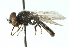  ( - CNC DIPTERA 54788)  @13 [ ] CreativeCommons - Attribution (2011) CNC/CBG Photography Group Centre for Biodiversity Genomics