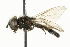  ( - CNC DIPTERA 56756)  @13 [ ] CreativeCommons - Attribution (2011) CNC/CBG Photography Group Centre for Biodiversity Genomics