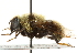  ( - CNC DIPTERA 56764)  @14 [ ] CreativeCommons - Attribution (2011) CNC/CBG Photography Group Centre for Biodiversity Genomics