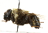  ( - CNC DIPTERA 56765)  @13 [ ] CreativeCommons - Attribution (2011) CNC/CBG Photography Group Centre for Biodiversity Genomics
