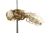  ( - CNC DIPTERA 56769)  @13 [ ] CreativeCommons - Attribution (2011) CNC/CBG Photography Group Centre for Biodiversity Genomics