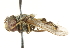  ( - CNC DIPTERA 56770)  @13 [ ] CreativeCommons - Attribution (2011) CNC/CBG Photography Group Centre for Biodiversity Genomics
