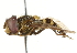  ( - CNC DIPTERA 56772)  @13 [ ] CreativeCommons - Attribution (2011) CNC/CBG Photography Group Centre for Biodiversity Genomics