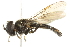  ( - CNC DIPTERA 59764)  @13 [ ] CreativeCommons - Attribution (2011) CNC/CBG Photography Group Centre for Biodiversity Genomics