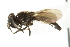  ( - CNC DIPTERA 59765)  @13 [ ] CreativeCommons - Attribution (2011) CNC/CBG Photography Group Centre for Biodiversity Genomics