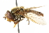  ( - CNC DIPTERA 59876)  @11 [ ] CreativeCommons - Attribution (2011) CNC/CBG Photography Group Centre for Biodiversity Genomics
