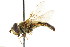  ( - CNC DIPTERA 60134)  @11 [ ] CreativeCommons - Attribution (2011) CNC/CBG Photography Group Centre for Biodiversity Genomics