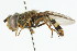  ( - CNC DIPTERA 60141)  @11 [ ] CreativeCommons - Attribution (2011) CNC/CBG Photography Group Centre for Biodiversity Genomics