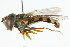  ( - CNC DIPTERA 60161)  @11 [ ] CreativeCommons - Attribution (2011) CNC/CBG Photography Group Centre for Biodiversity Genomics