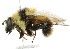  ( - CNC DIPTERA 651)  @14 [ ] CreativeCommons - Attribution (2011) CNC/CBG Photography Group Centre for Biodiversity Genomics