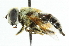  ( - CNC DIPTERA 68074)  @13 [ ] CreativeCommons - Attribution (2011) CNC/CBG Photography Group Centre for Biodiversity Genomics